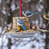 dokarmiamy ptaki zimą